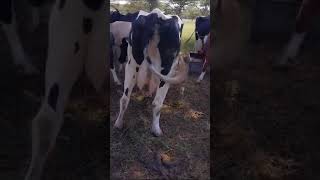 FEEDING DAIRY COWS#FIELDFEEDING.