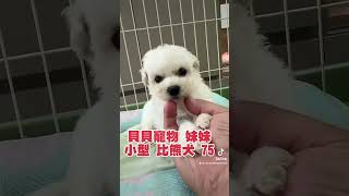 貝貝寵物專業犬舍-小型 比熊犬75