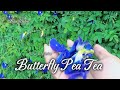 Butterfly Pea Tea