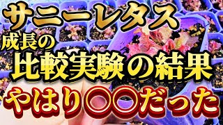 【サニーレタス】早く成長させるにはココが一番重要です。爆速成長させるなら、必ずやって欲しい事