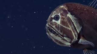 Mariana Trench - David Attenborough's Documentary on the Deepest Sea Floor