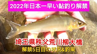 【鮎釣り】日本一早い鮎解禁秩父荒川柳大橋#3