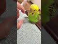 かいぬしの指をハミハミしたいセキセイインコのぴっぴ　 shorts