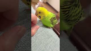 かいぬしの指をハミハミしたいセキセイインコのぴっぴ　#shorts