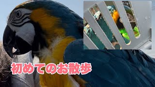 【ルリコンゴウインコ】初めて一緒にお出かけ🛒