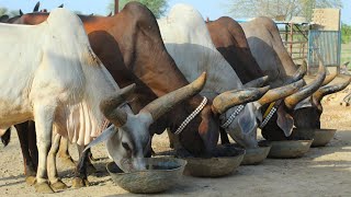 King of Kankrej Cow Breed with World Record of 25 Kg Milk per Day | Complete Documentary