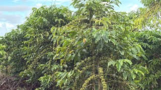 Como Fazer a Poda do Café Conilon para Aumentar a Produção