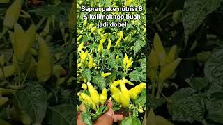 Obat pelebat buah cabai nutrisi B