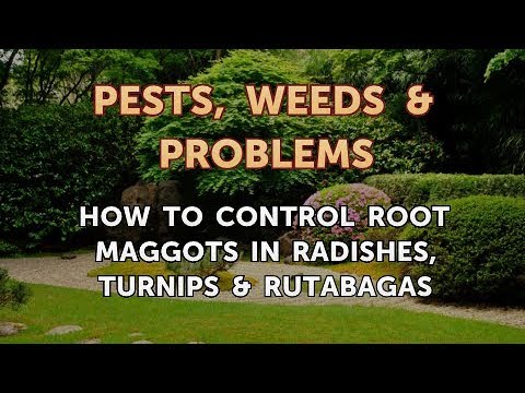 How do you prevent root maggots?