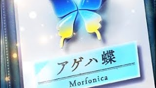 モルフォ蝶のアゲハ蝶「アゲハ蝶/Morfonica  ポルノグラフィティ」