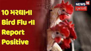 Junagadh ના Chikhli ખાતે 10 મરઘાના Bird Flu ના Report Positive | News18 Gujarati