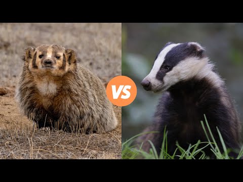 What are badgers appearances?