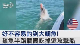 好不容易釣到大鯛魚! 鯊魚半路攔截吃掉還攻擊船｜TVBS新聞 @TVBSNEWS02