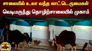 சாலையில் உலா வந்த காட்டெருமைகள் வெடிமருந்து தொழிற்சாலையில் முகாம்