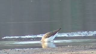 S0055　Oita River　Morning Meal　Green Sandpiper ?