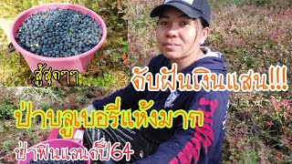 ป่าบลูเบอรี่ฟินแลนด์แห้งเหี่ยว| เก็บได้วันละกี่กิโล? เสียภาษีไหม?เก็บป่าที่ไหน?