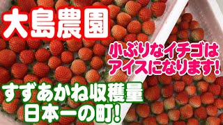 【浦河イチゴ】大島農園2020年7月11日