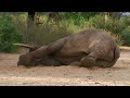 Safely Tranquilising an Elephant | This Wild Life | BBC Earth