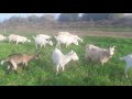 saanen keçiləri satılır🐐🐐 055 222 05 18. 070 943 37 76.