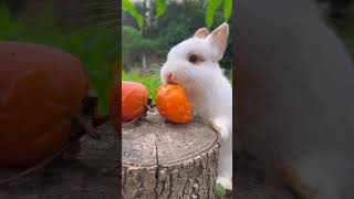 小兔子吃柿子 #萌宠出道计划 #兔子Bunny eats persimmon #Meng Chong Debut Plan #Bunny