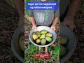 How we harvest native mangoes