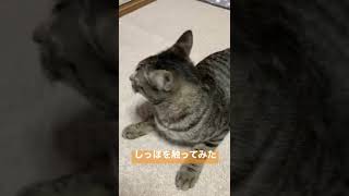 【激怒する猫】しっぽを触ってみた#shorts