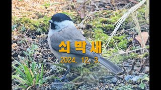 20241221 쇠박새