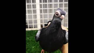 Budapest Tumbler Pigeon