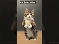 cute cat Dance video 🌺😺🤟_#funny #cute #dance #catlover #video #shortsviral #shortsviral #shortfeed #