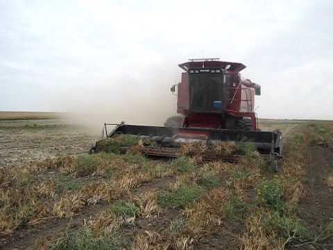 Bean Harvest Youtube