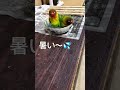 水浴びするボタンインコ