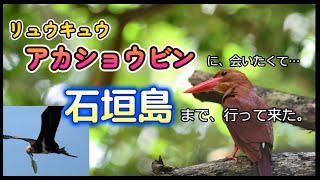 アカショウビンに会いたくて…　石垣島へ行って来た。