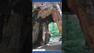 Unusual Tree: The Iconic Hollow Tree In Sequoia National Park California #documentary #tree