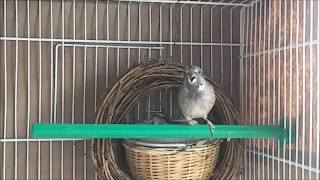 Black throat canary guarding nest - Serín Gorjinegro