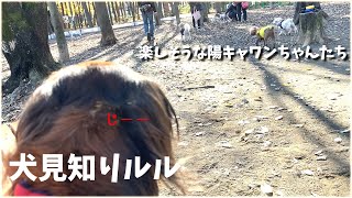 【犬見知り】陰キャ犬のドッグランの楽しみ方【カニンヘンダックス】