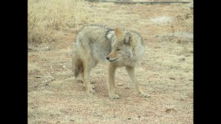 Beautiful Coyote