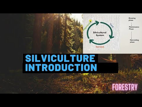 Silviculture Introduction L What Is Silviculture L Forestry