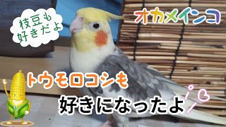 オカメインコ　🌽トウモロコシを食べる🤗