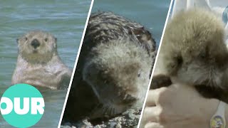 The Sea Otter Seesaw On The Alaskan Coastline | Our World