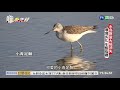 環境劣化棲地消失 水鳥數量銳減 單元1｜真相急先鋒 ep91｜2021.01.03