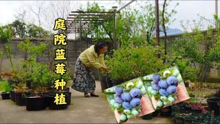 盆栽蓝莓，庭院阳台种植首选品种