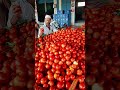 punganur tomato market 🍅🍅 2 02 2025 trending punganurtomatomarket tomatomarket food