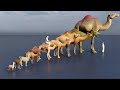 Camel size comparison #animation #animals