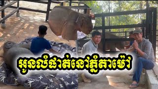 ភ្ញៀវទេសចរណ៌ទៅទស្សនាភ្នំតាម៉ៅច្រើនជាងមុន ក្រោយអូនលំផាត់នៅទីនោះ។