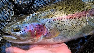 Alaskan Dolly Varden and Rainbow Trout Fishing