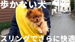 ervaの犬用スリング抱っこバッグで歩かない犬がさらに快適に