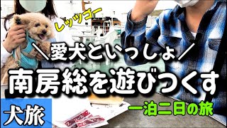 【犬連れ旅行①】フェリーで千葉に行き、先ず鋸山を堪能し、海鮮を手に入れるぞ【トイプードル】