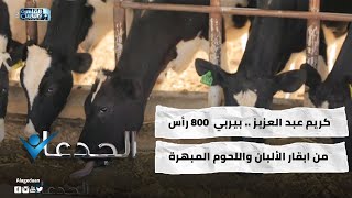 كريم عبد العزيز .. بيربي  800 رأس من ابقار الألبان واللحوم المبهرة