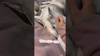 姉にピッタリくっついて眠る甘えん坊ハスキー#シベリアンハスキー #ハスキー #ハスキー犬