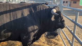 Avileña Cattle From Spain, The Unknown Beef Allrounder